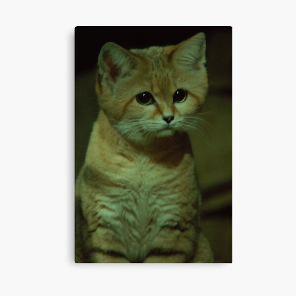 Sand Cat Canvas Print
