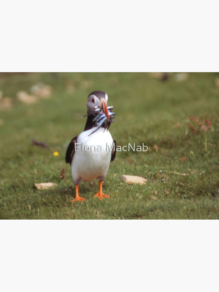 Thumbnail 2 of 2, Postcard, Puffin 4 designed and sold by orcadia.
