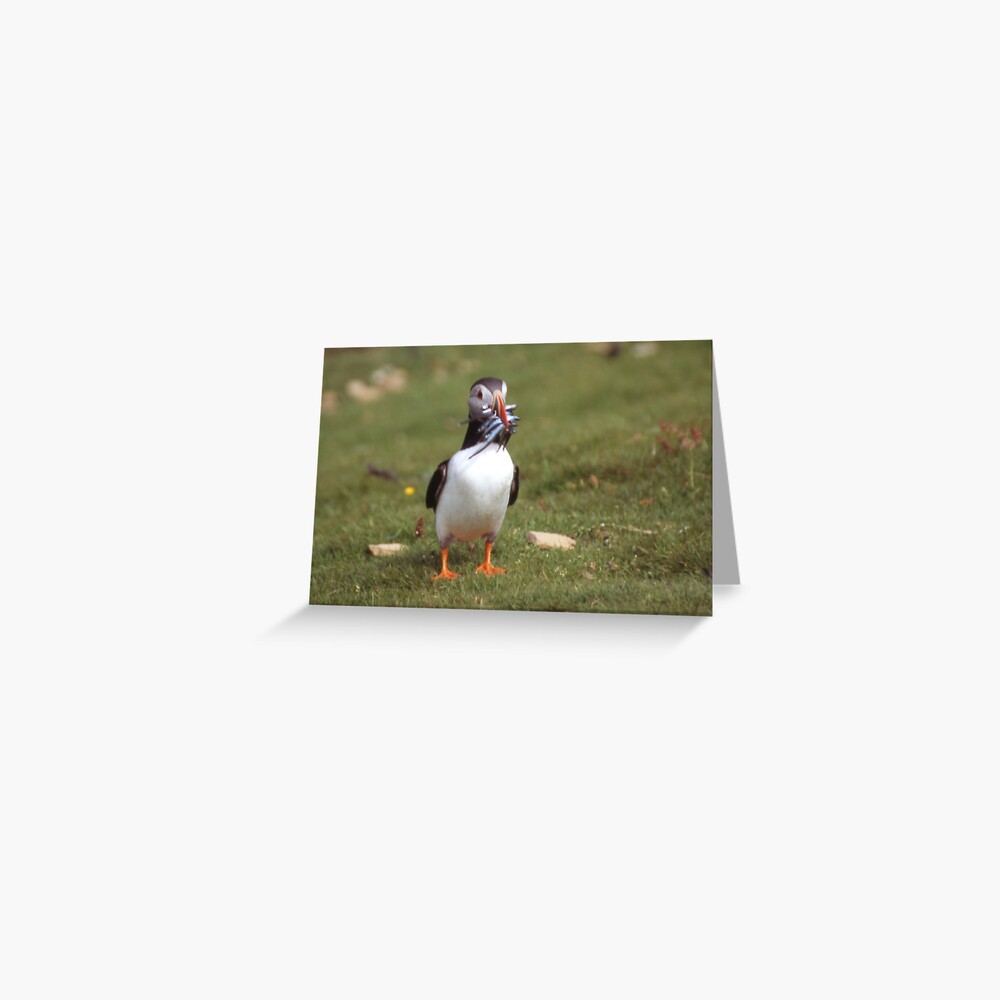 Puffin 4 Greeting Card