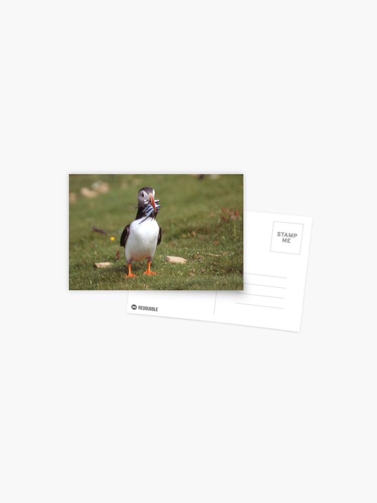 Thumbnail 1 of 2, Postcard, Puffin 4 designed and sold by orcadia.