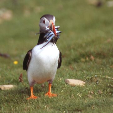 Artwork thumbnail, Puffin 4 by Fiona MacNab