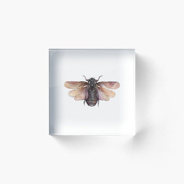 Cockroach Acrylic Block