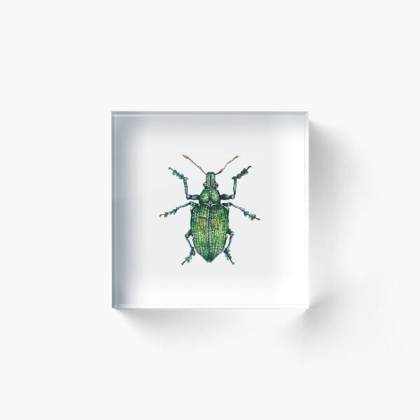 Green Bug Acrylic Block