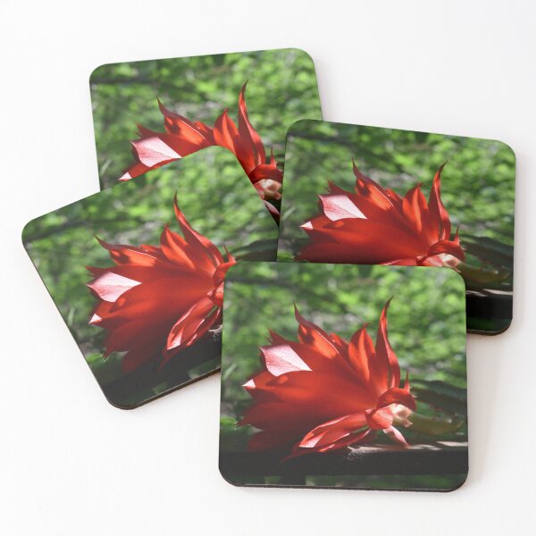 Item preview, Cactus blooming in red designed and sold by mariya-ivanova.
