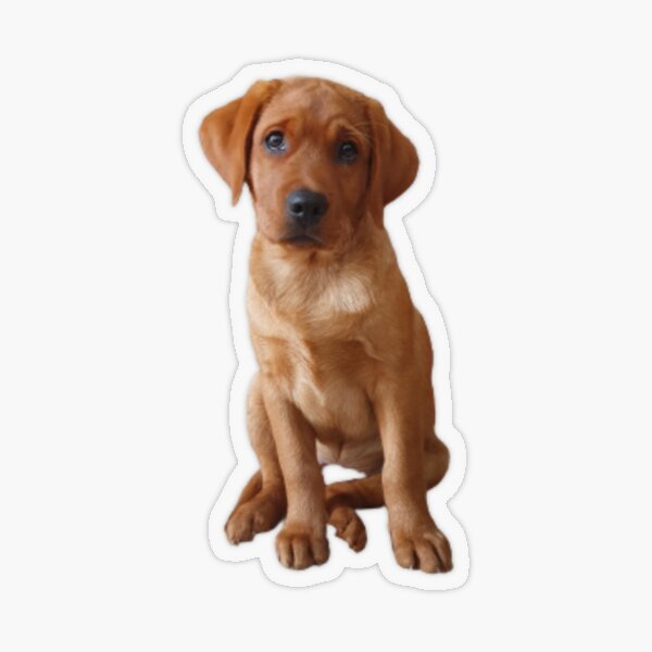 Red lab best sale stuffed animal