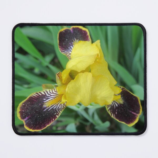 Item preview, Yellow Iris designed and sold by Shulie1.
