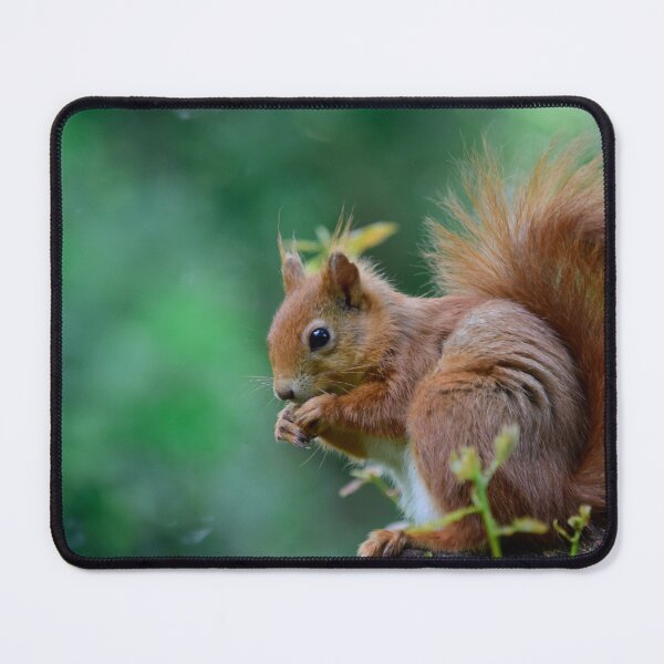 Item preview, Cute Red Squirrel designed and sold by InterestingImag.