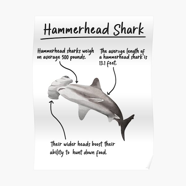 "Hammerhead Shark Facts - Fun Animal Facts" Poster for Sale by Will-273
