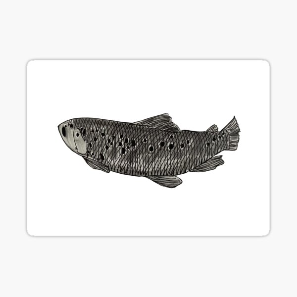 "brown trout" Sticker for Sale by lilygruenewald Redbubble