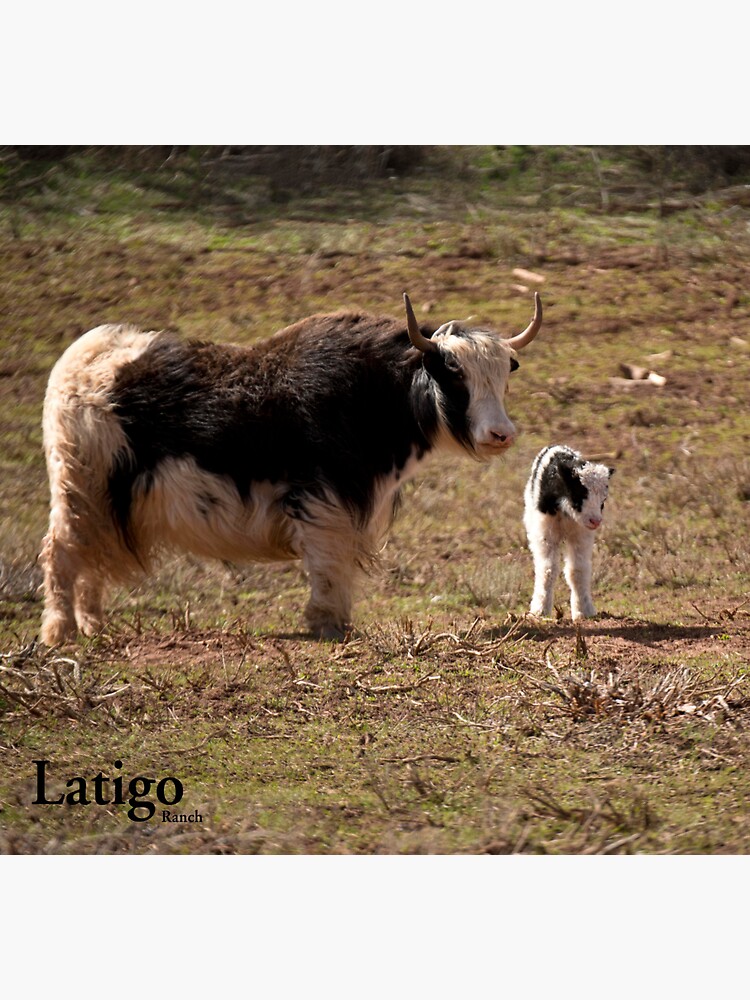 Pictures Of Baby Yaks ST839 Baby Yak And Mom 12x16