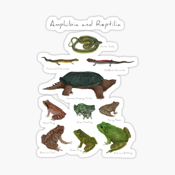 Amphibians and Reptiles Sticker