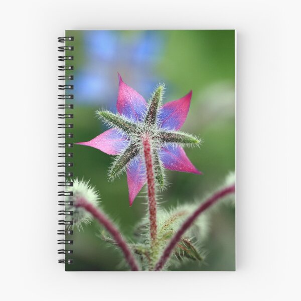 Item preview, Borage designed and sold by elainefg.