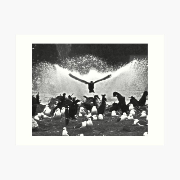 Fountain Birds Art Print