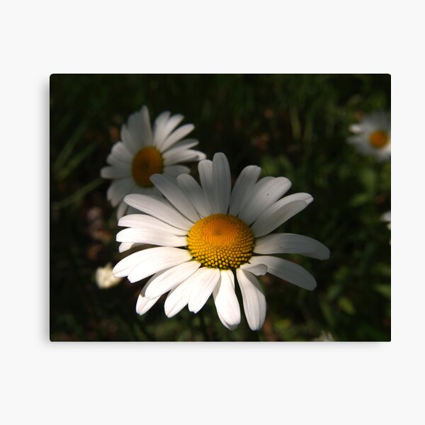 Daisys Canvas Print