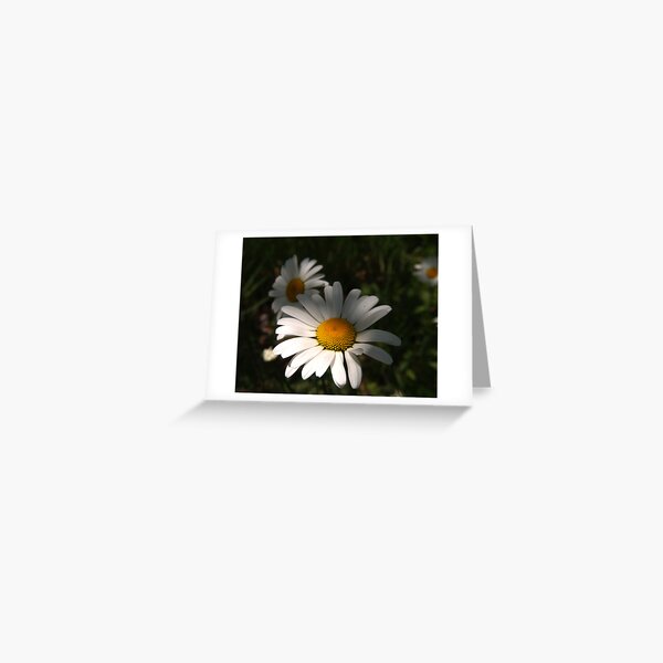 Daisys Greeting Card