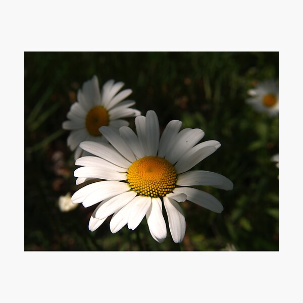 Daisys Photographic Print