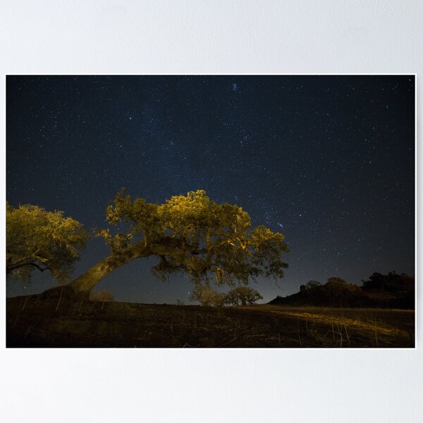 Item preview, Leaning Live Oak, Stars of Orion, Taurus, Pleiades designed and sold by A.M. Ruttle.