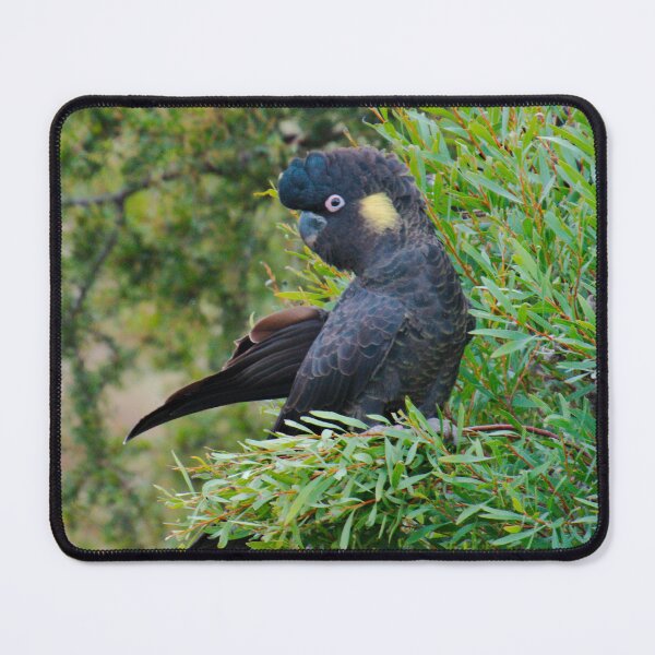 Item preview, PARROT ~ Yellow-tailed Black Cockatoo YxeC79ca by David Irwin 15012021 designed and sold by tasmanianartist.