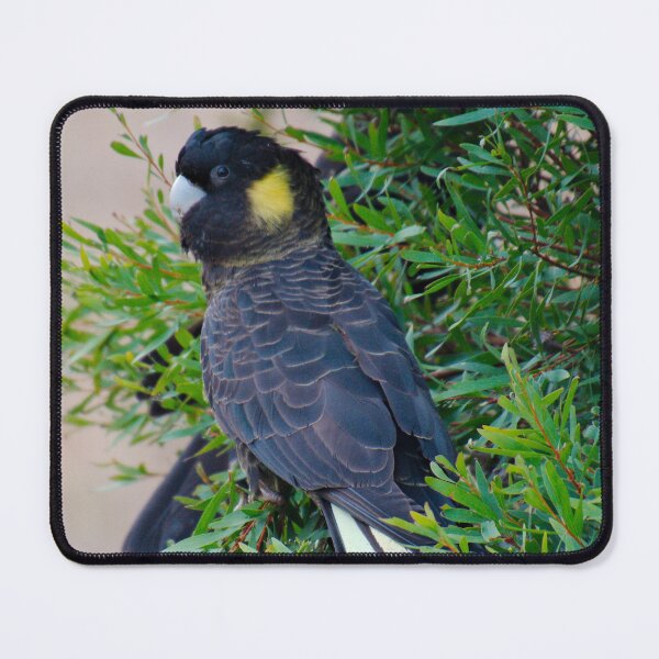 Item preview, PARROT ~ Yellow-tailed Black Cockatoo m587C2cZ by David Irwin 15012021 designed and sold by tasmanianartist.