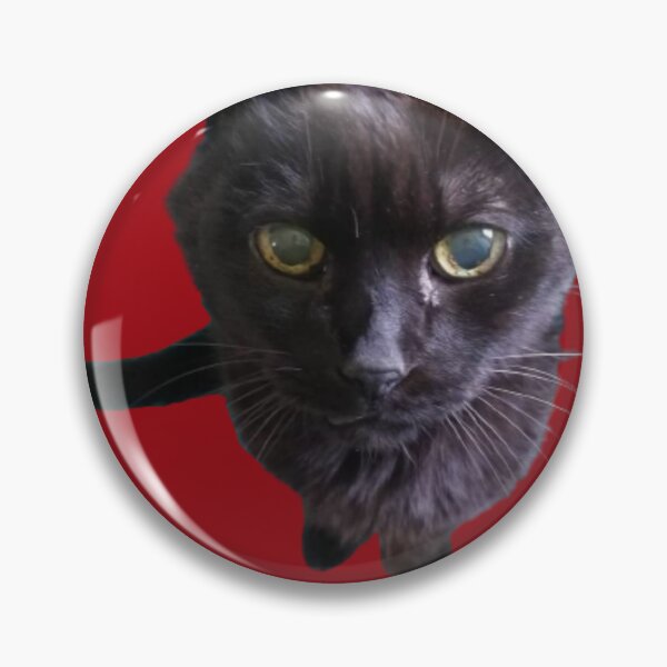 Item preview, Begging Black Cat designed and sold by PaigeNColwell.