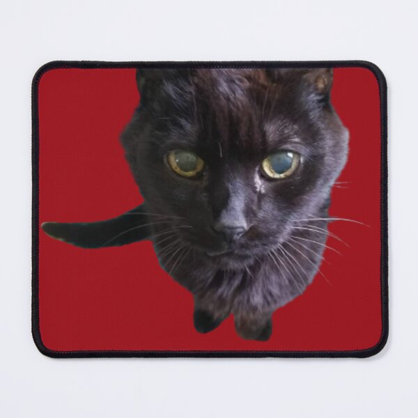 Item preview, Begging Black Cat designed and sold by PaigeNColwell.