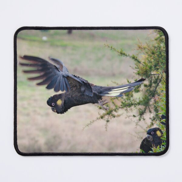 Item preview, PARROT ~ Yellow-tailed Black Cockatoo ysWY86zg by David Irwin 15012021 designed and sold by tasmanianartist.