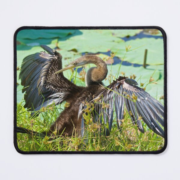 Item preview, NT ~ MARINE BIRD ~ Australasian Darter YU6QPCY4 by David Irwin 15012021 designed and sold by tasmanianartist.