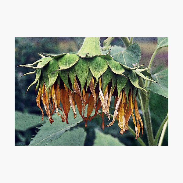 death of a sunflower Photographic Print