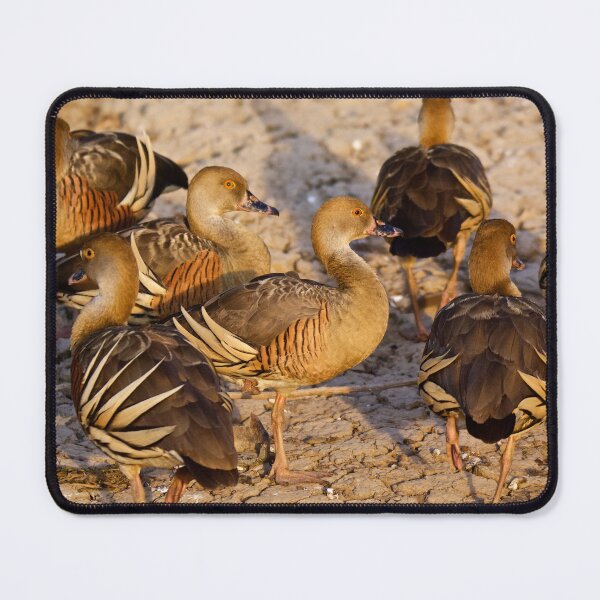 Item preview, NT ~ WATERFOWL ~ Plumed Whistling-Duck 4EFFJ87H by David Irwin 15012021 designed and sold by tasmanianartist.