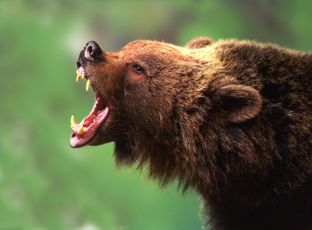 " Bear Teeth" by Phillip McCordall  Redbubble