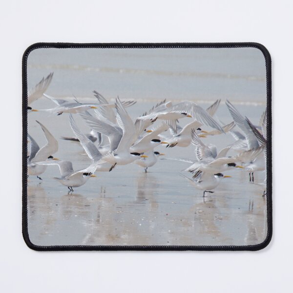 Item preview, MARINEBIRD ~ Crested Tern sr5yvxVi by David Irwin 2021 designed and sold by tasmanianartist.