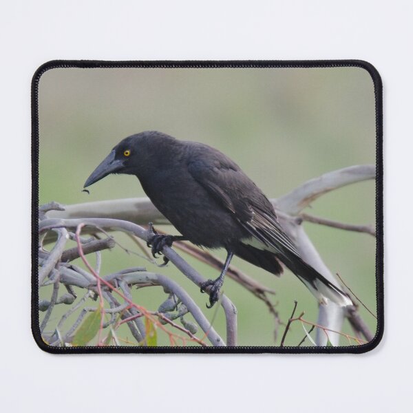Item preview, ARTAMIDAE ~ Grey Currawong 79K98PUU by David Irwin 06012021 designed and sold by tasmanianartist.