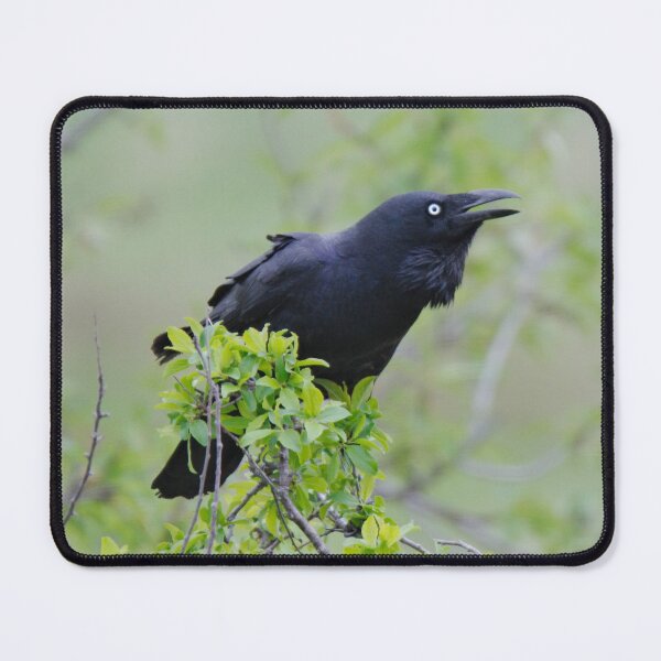 Item preview, RAVEN ~ Forest Raven PFX9Y9XQ by David Irwin 06012021 designed and sold by tasmanianartist.
