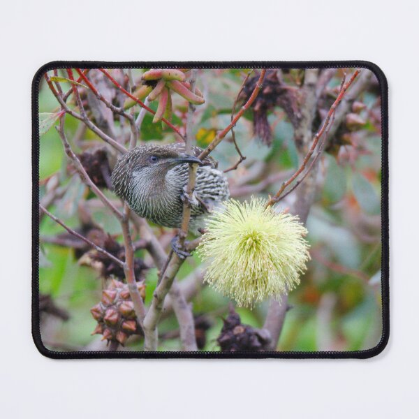 Item preview, HONEYEATER ~ Little Wattlebird mGoxv6mw by David Irwin 06012021 designed and sold by tasmanianartist.