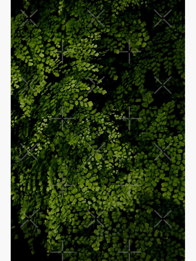 Small leaves. by VanGalt