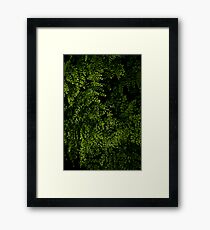 Small leaves. Framed Print