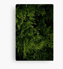 Small leaves. Canvas Print