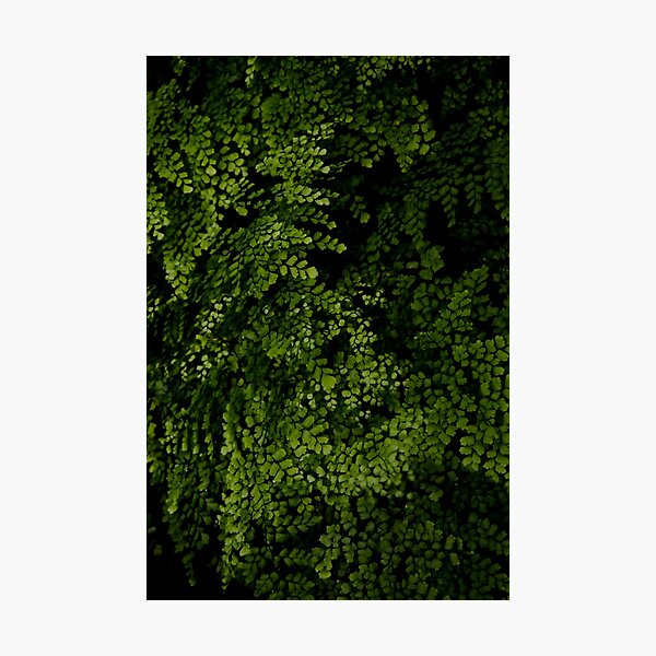 Small leaves. Photographic Print