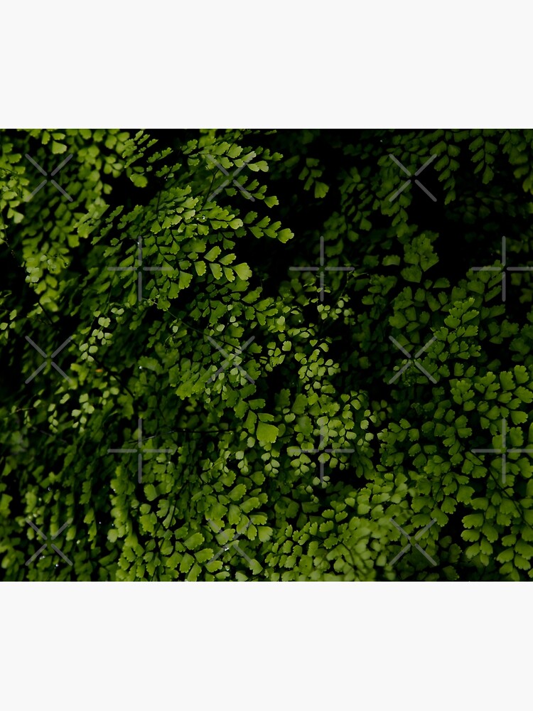 Small leaves. by VanGalt