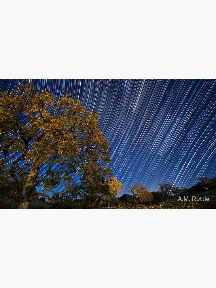 Startrails over Live Oak by annruttle