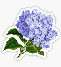 Sommer blaue Hortensie Sticker