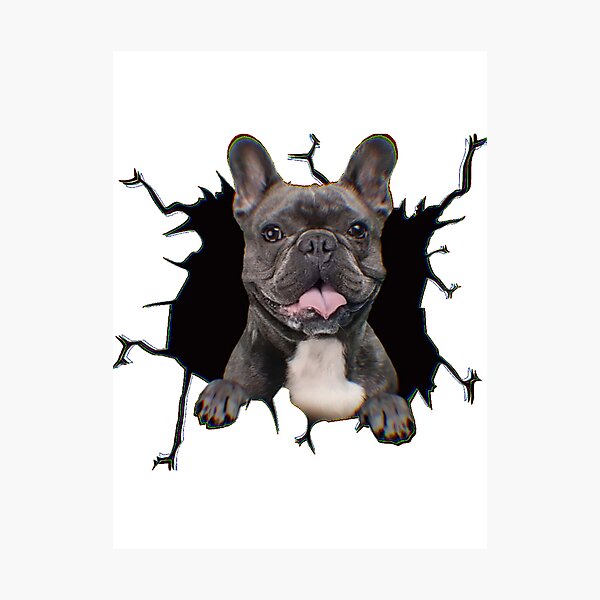 Item preview, Frenchie Outburst designed and sold by Most-Mysterious.