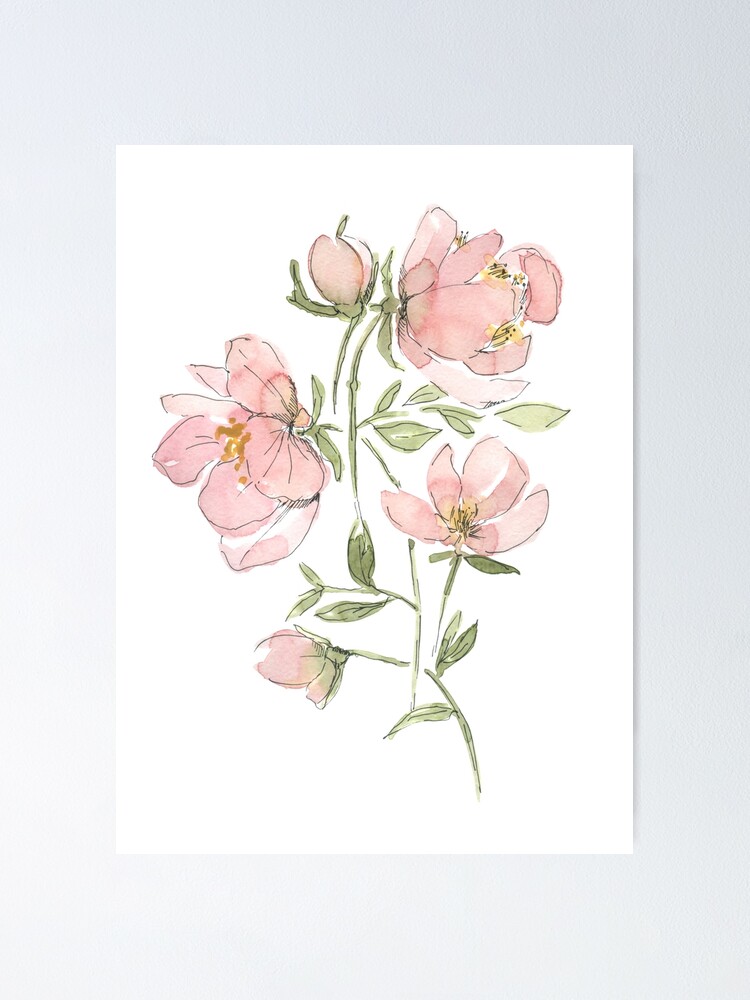 Watercolor Pink Peony Blush Watercolor Floral Hand Painted Flowers Poster For Sale By