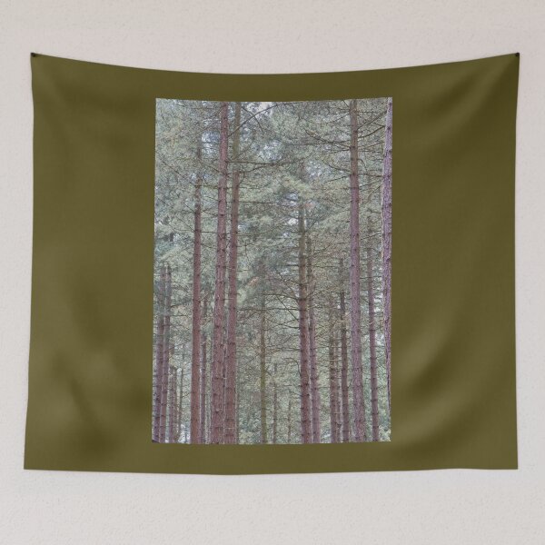 Item preview, Tall Pine Trees, Sherwood Forest designed and sold by Rob Cole Photography.