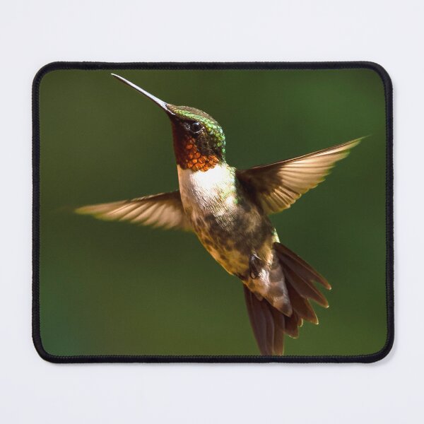 Item preview, Male Ruby Throated Hummingbird designed and sold by nbrandsberg.