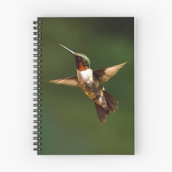 Item preview, Male Ruby Throated Hummingbird designed and sold by nbrandsberg.