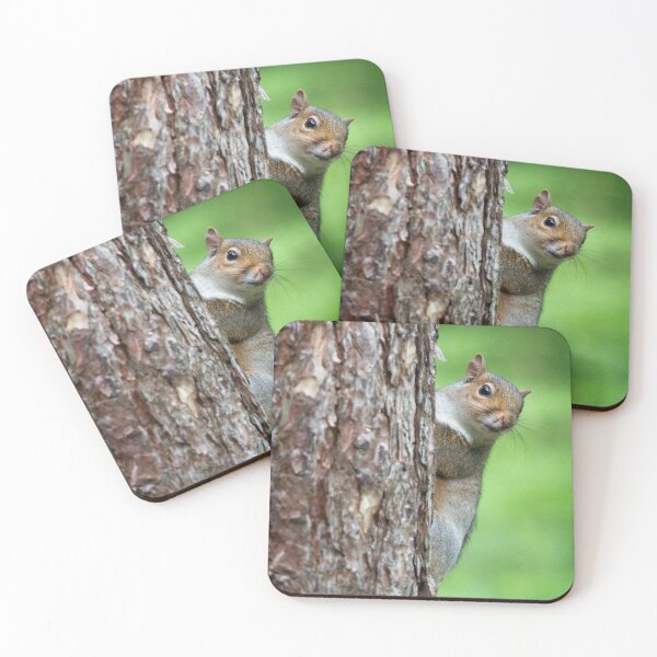 Item preview, Grey Squirrel, Sciurus carolinensis designed and sold by Rob Cole Photography.