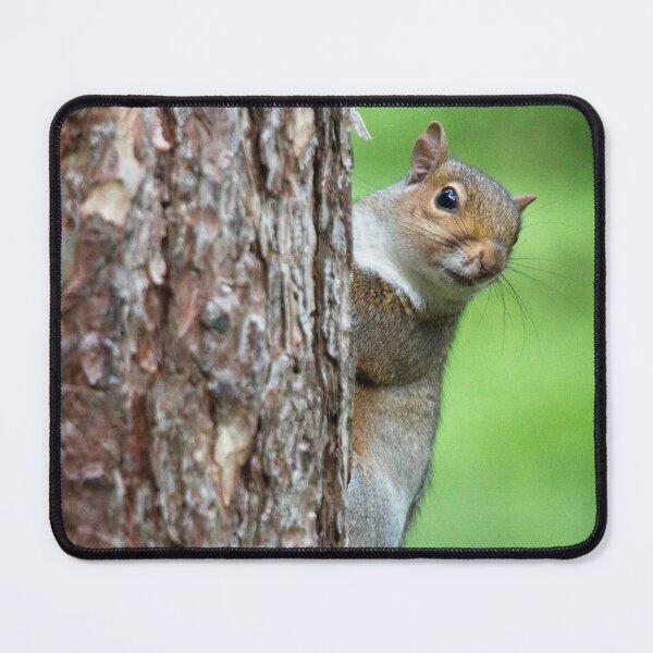 Item preview, Grey Squirrel, Sciurus carolinensis designed and sold by Rob Cole Photography.