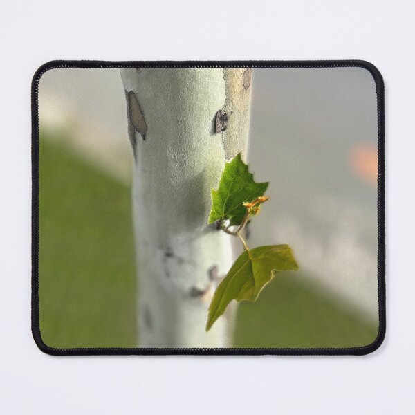 Item preview, Birch by roadside designed and sold by feiermar.
