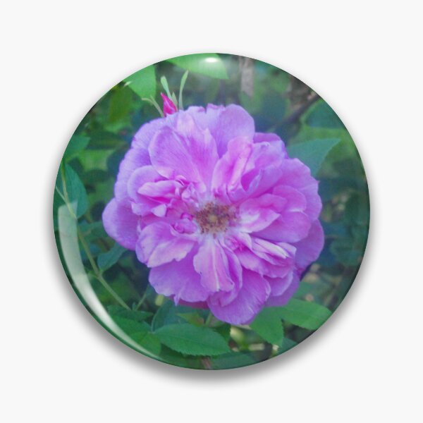 Item preview, Lavender rose designed and sold by Shulie1.